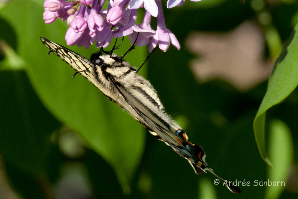 Eastern Tiger Swallowtail (Papilio glaucus)-13.jpg
