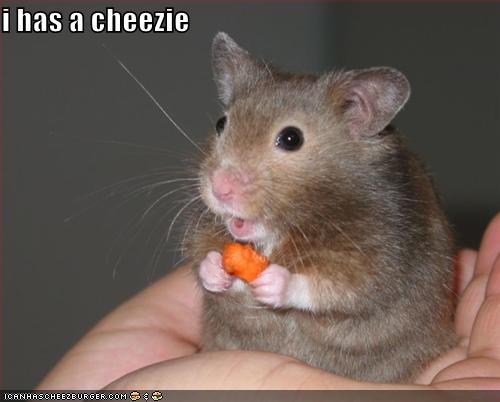 funny-pictures-mouse-has-cheese