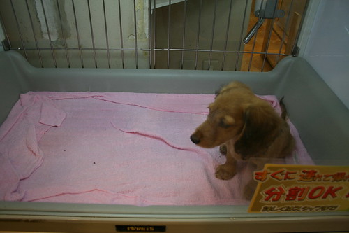 sausage dog puppy in Japanese pet 