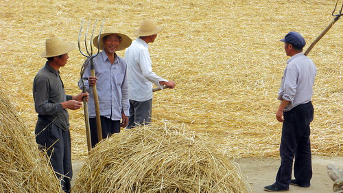 Locals sorting the hay out near Chingning, Gansu Province, China