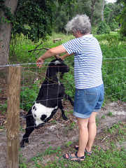 debbi with a goat