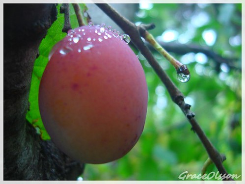 water drops in the sweet plum