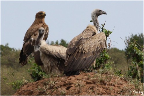 你拍攝的 42 Masai Mara - Vulture。