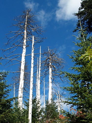Dead trees on Clingman's Dome