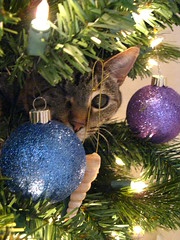 Maggie in the Christmas tree