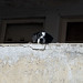 Un cachorro curioso (Cerro Bellavista - Valparaiso)