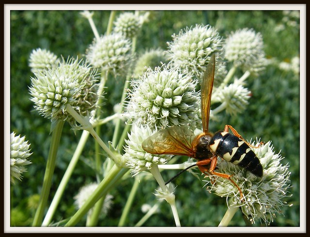 Eastern "Cicada Killer" Wasp. Cicada Killer Wasp (Sphecius speciosus) harvests nectar from the native "Rattlesnake Master" plant (Eryngium yuccifolium)