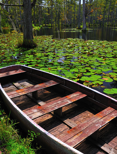Swamp boat