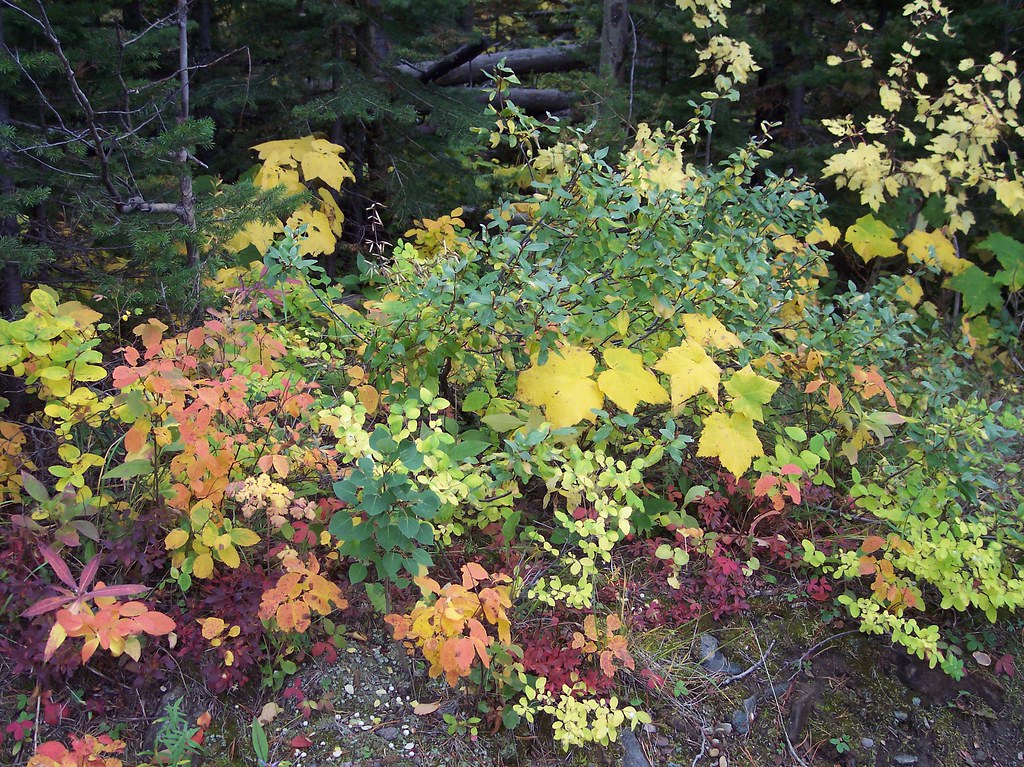 autumn leaves, Waterton National Park, Alberta, Canada
