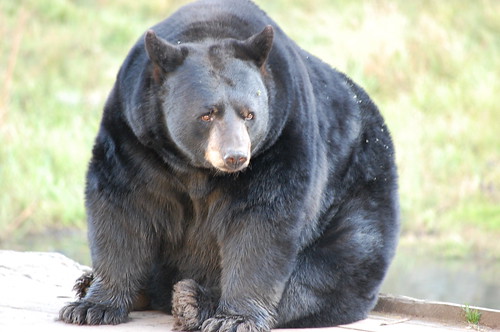 Big ol' black bear