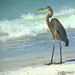 Great Blue Heron by Ray .