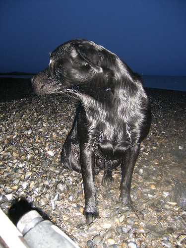 Wildfowlers Dog on the Mussel Beds