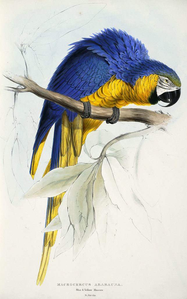 Macrocercus ararauna. Blue and yellow maccaw