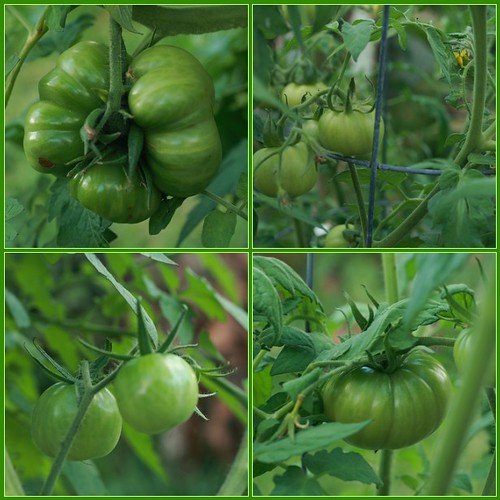 November Tomatoes