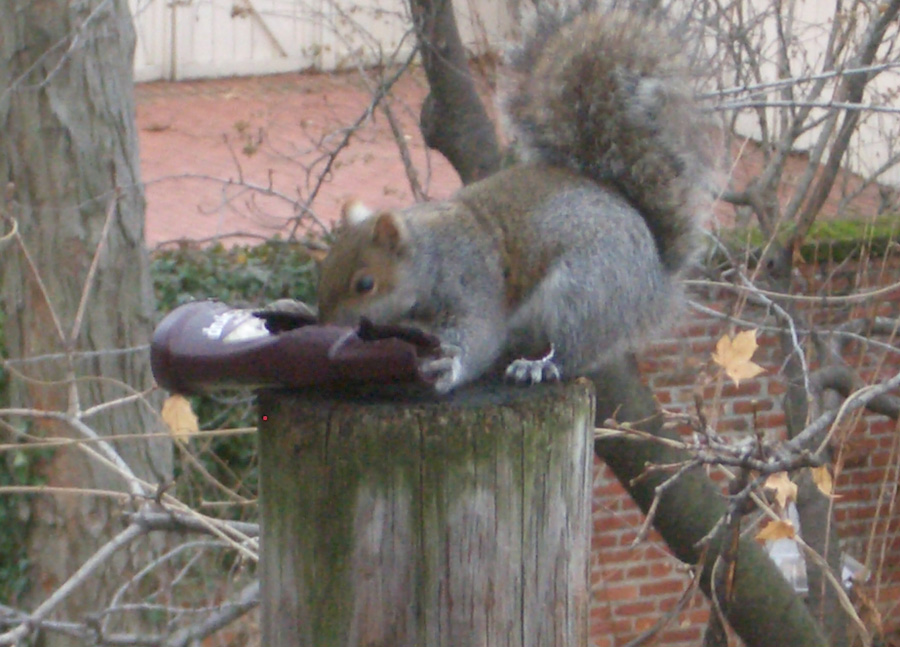 Hersh the Squirrel enjoys his stolen syrup