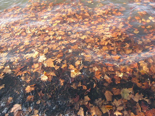 lake leaves