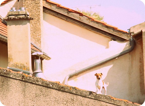 Dog on a Hot Clay Roof