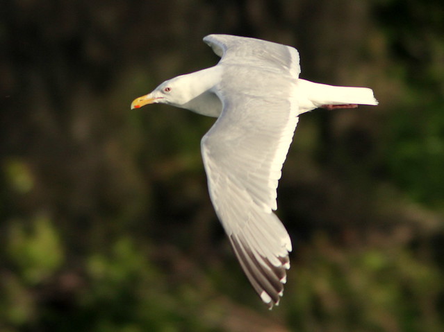 Glacous-winged Gull 20110621