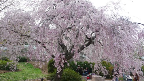 Cherry Tree in Moongate Garden