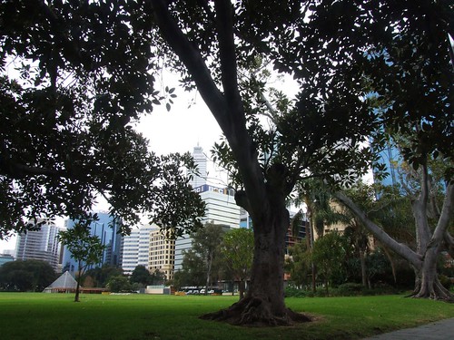 Trees in Perth