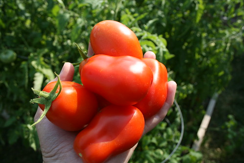 First Tomatoes 2008