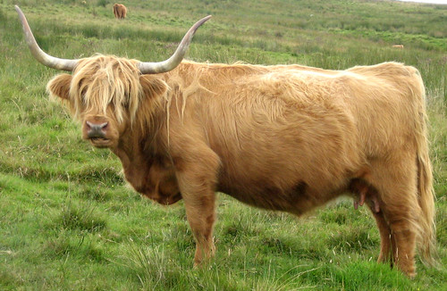 Kaim hill highland cattle