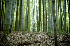 bamboo forest/ 50mm f1.4 ness