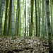 bamboo forest/ 50mm f1.4 ness par youngdoo