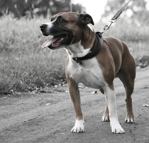 colour dog on black and white colour