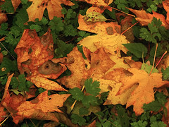 Autumn Detail, 2008