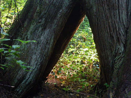 ancient cedar tree