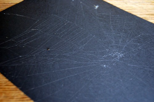 spiderweb captured