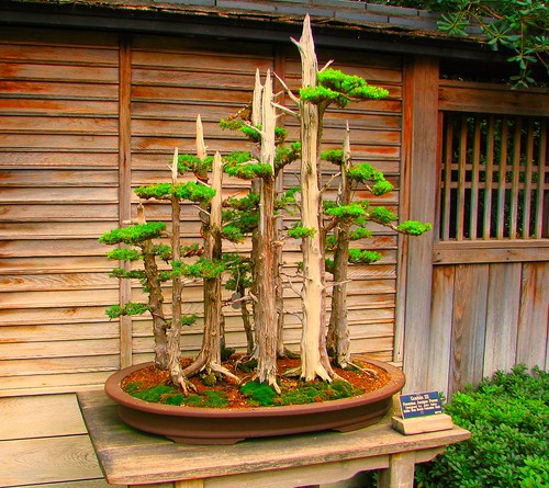 How do you grow a bonsai tree?