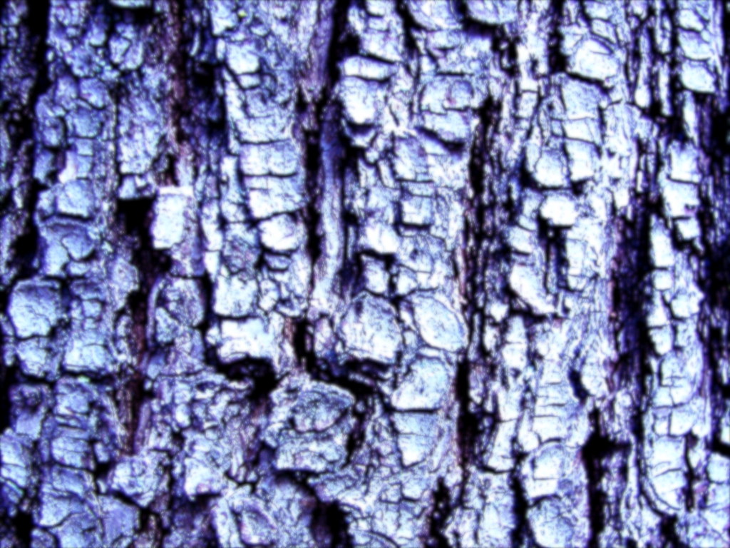 Textures-TreeBark3