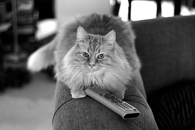 cat with remote
