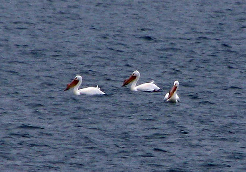 pelicans1