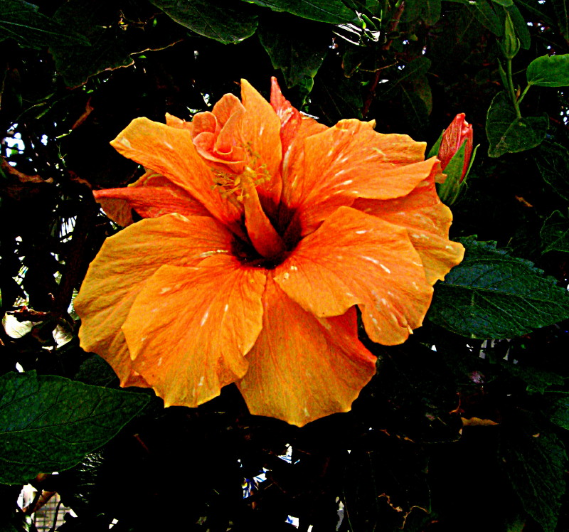01-05-2010-orange-hibiscus