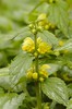 Lamiastrum galeobdolon - Gevlekte gele dovenetel, blad en bloeiwijze