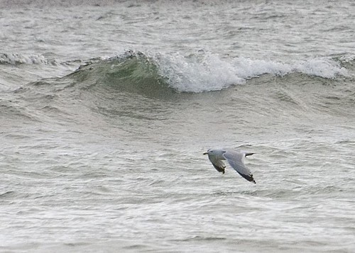 Gull over the sea 2