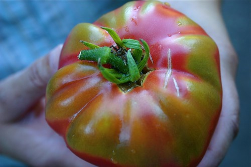 Heirloom tomato fresh from the garden