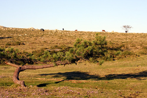 A Groba (liliáceas, pino, vacas e cabalos)