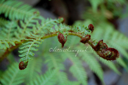 Curly Topped Fern