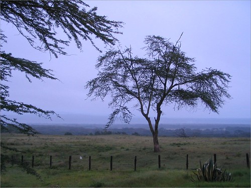 你拍攝的 1 Lake Nakuru Lodge - Morning。