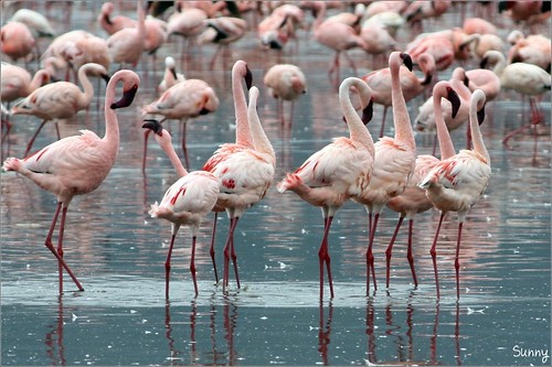 你拍攝的 17 Lake Nakuru - Flamingo。