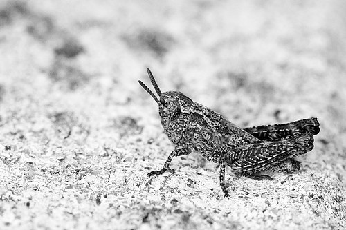 Grasshopper in b&w