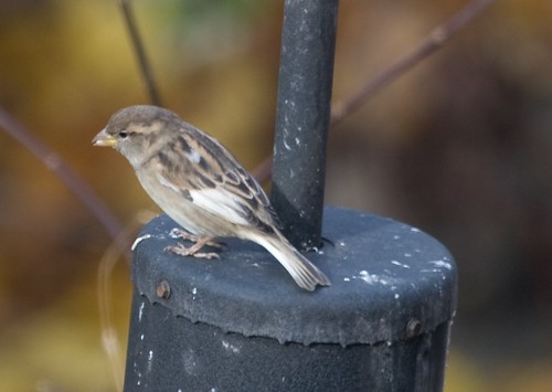 Oddball House Sparrow