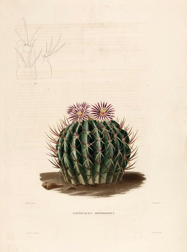 010-Echinocactus coptonogonus