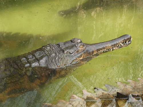 False gharial (Tomistoma schlegelii)