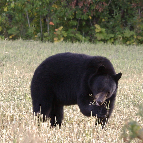 Nuestro oso negro al lado del camino, comiendo granos