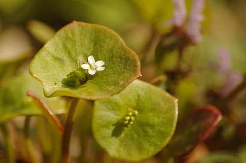 Claytonia perfoliata - Winterpostelein